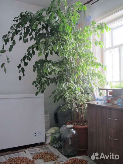 Фикус бенджамина