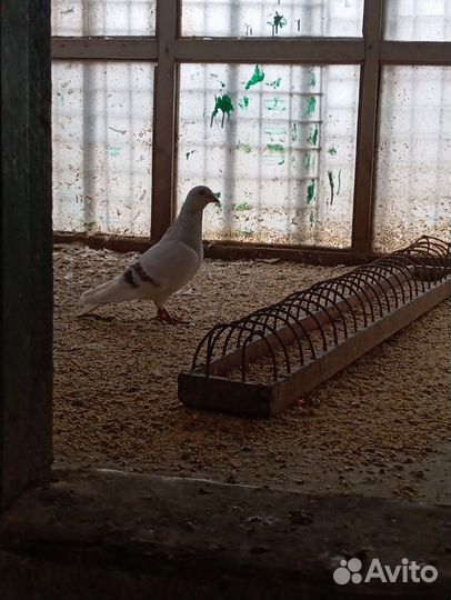 Продажа почтовых голубей и чужих