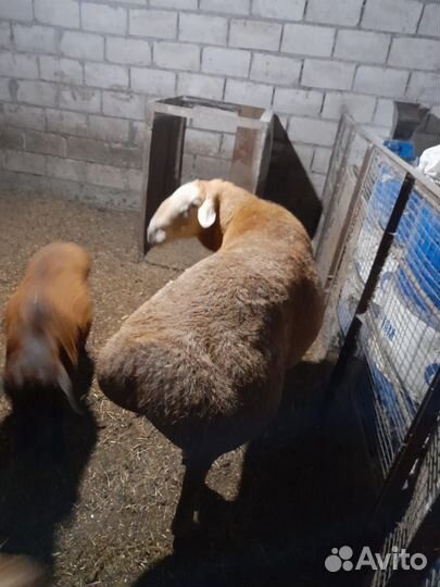 Баран гиссар на племя