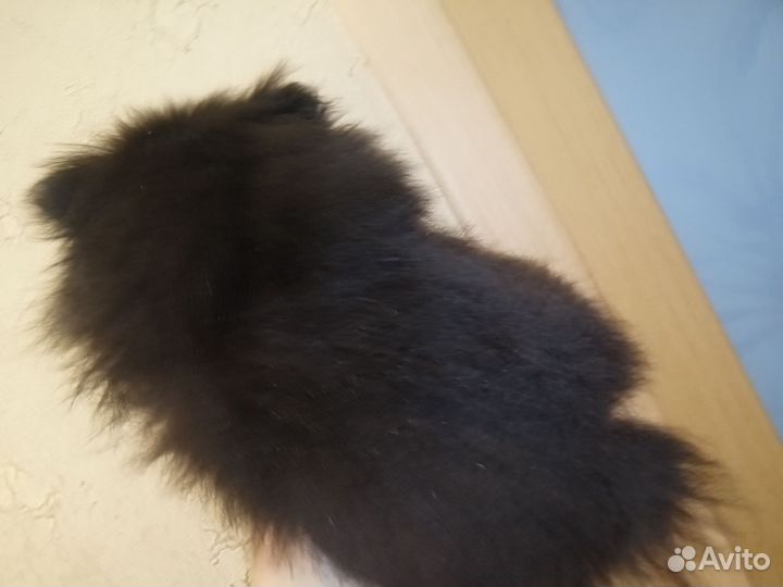 Померанский шпиц мини