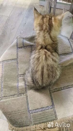 Котята в добрые руки бесплатно