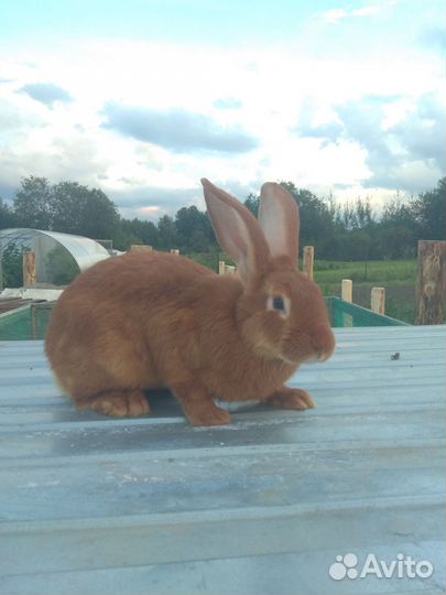 Кролики на племя нзк, Французский баран