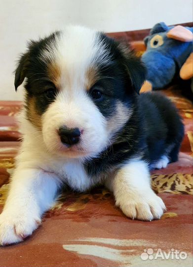 Щенки бордер-колли