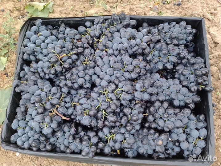 Продаём виноград (винные сорта )