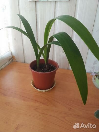 Гипеаструм, фиалка