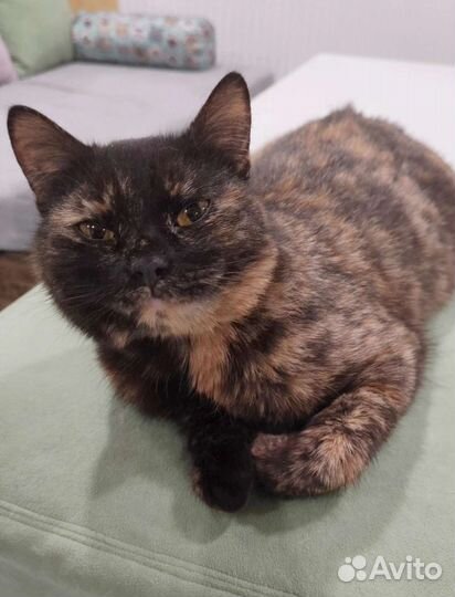 Мелисса ищет дом