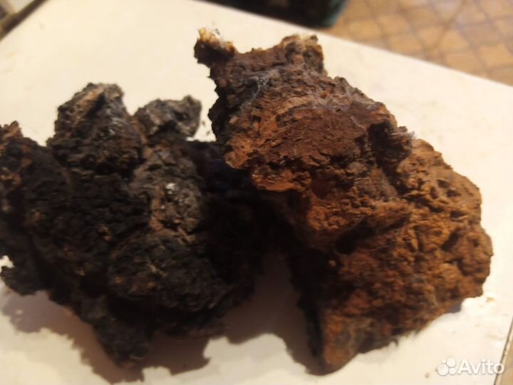 Березовый гриб чага