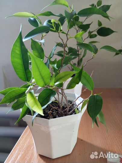 Фикус бенджамина Наташа