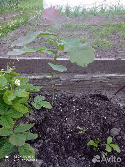 Дуб, саженец