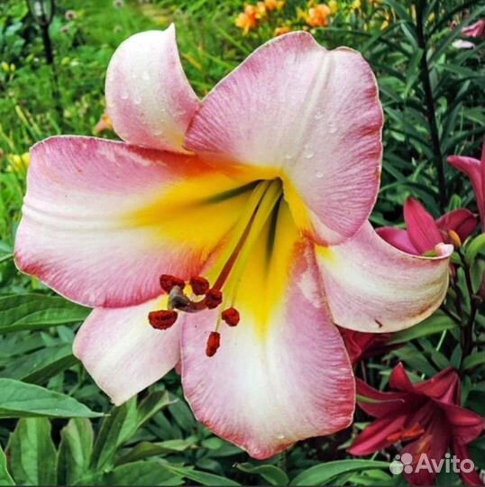 Лили луковицы