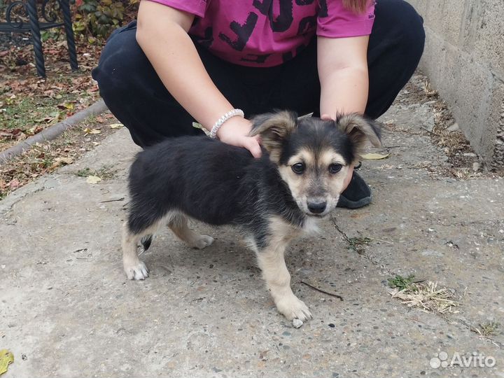 Собака дворняжка щенок