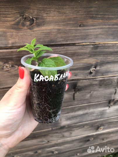 Мята сортовая