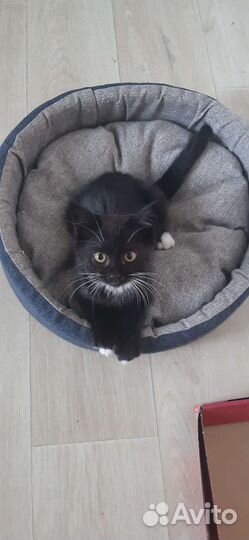 Кошка в дар бесплатно