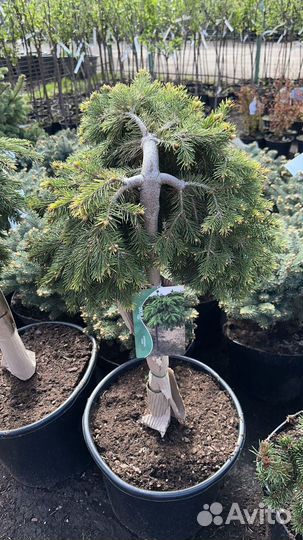 Ель Форманек на штамбе