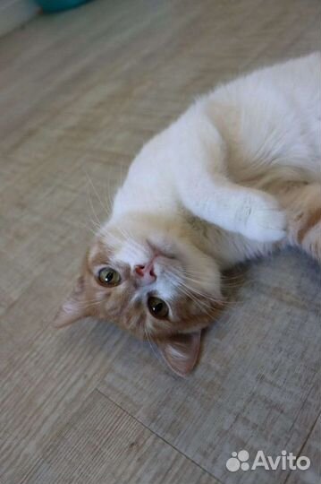 Кастрированный молодой котик в добрые руки