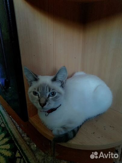Тайская кошка