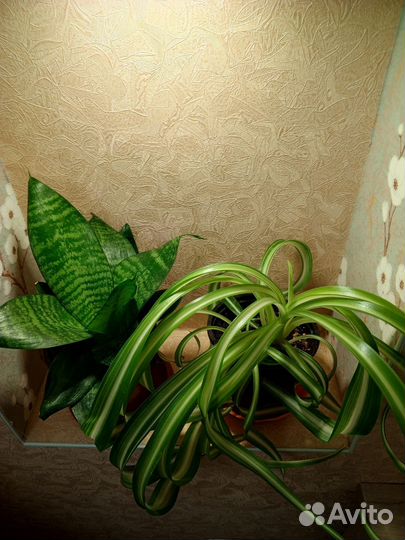 Сенсавиерия, тещин язык или щучий хвост