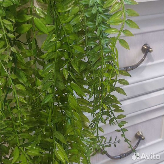 Ампельное растение. 100 см