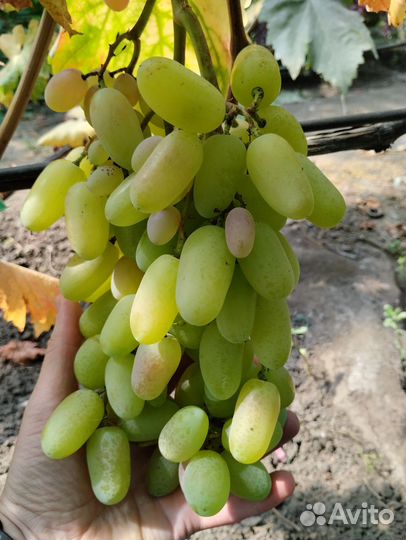 Саженцы винограда