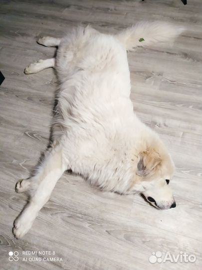 Щенки пиренейской горной собаки