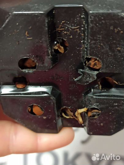 Плющ (хедера) белая вариегатность