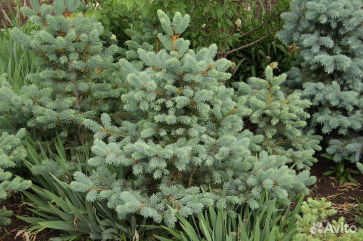 Саженцы для озеления