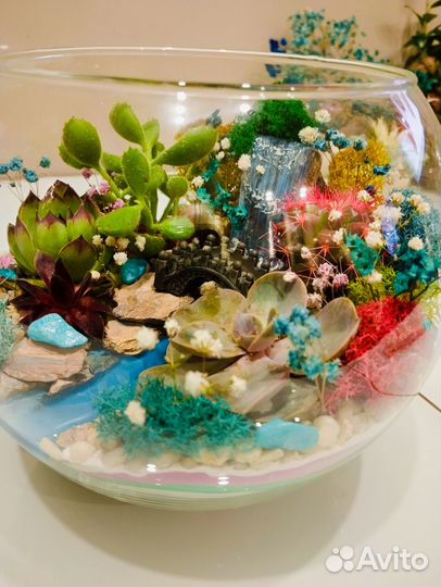 Флорариум суккуленты