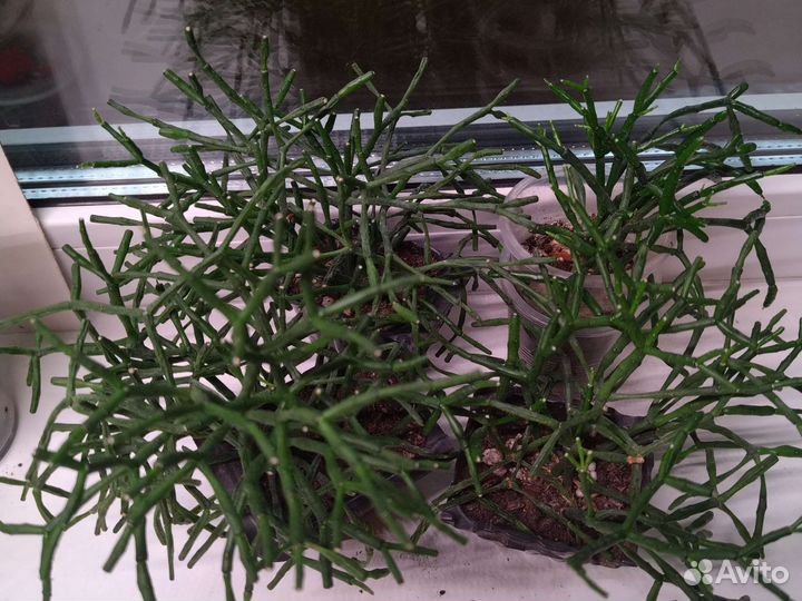 Рипсалис или хатиора