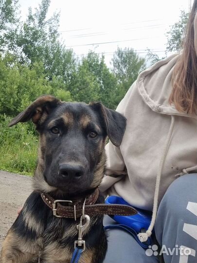 Умнейший говорящий щенок в добрые руки