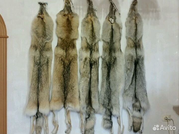 Волк обыкновенный