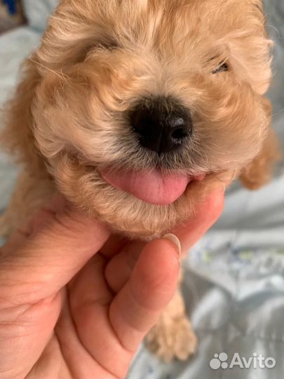 Миниатюрный пудель щенки