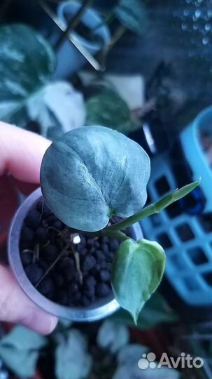 Комнатные домашние растения