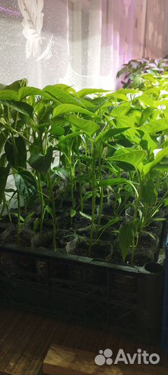 Рассада с доставкой по г.Ишимбай