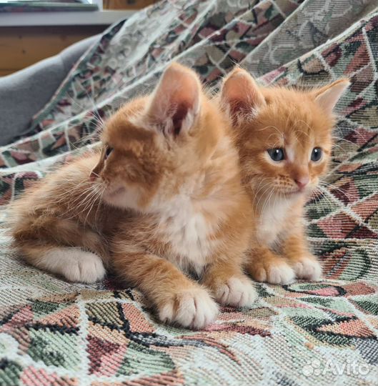 Котята бесплатно