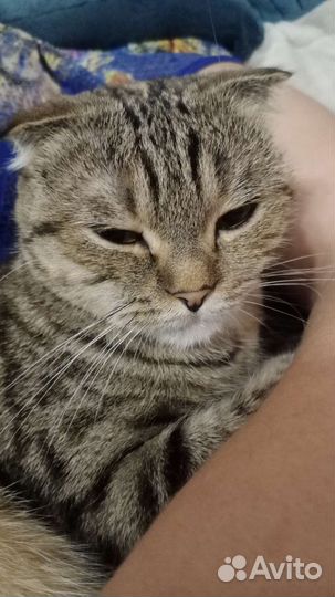 Кошка
