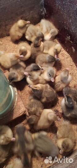 Бройлеры Коб 500