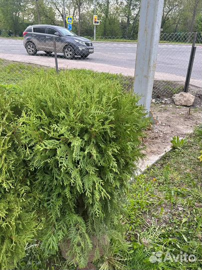 Туя глобоза диаметр 1м премиум качества