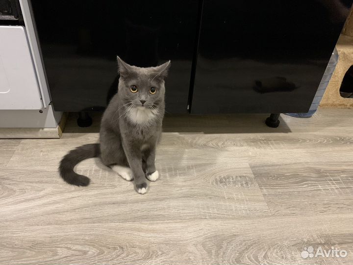 Кошка в дар бесплатно