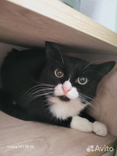 Кошечка (отдадим)