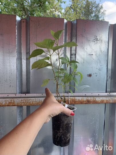 Гортензия деревовидная Кэндл Бабл Гам