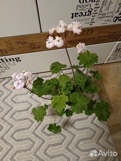 Герань пеларгония MD DOR