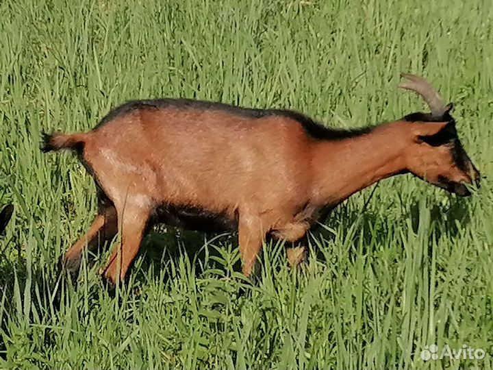 Чешская и нубийская козы
