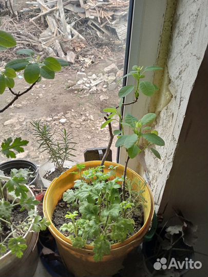 Скумпия зкс