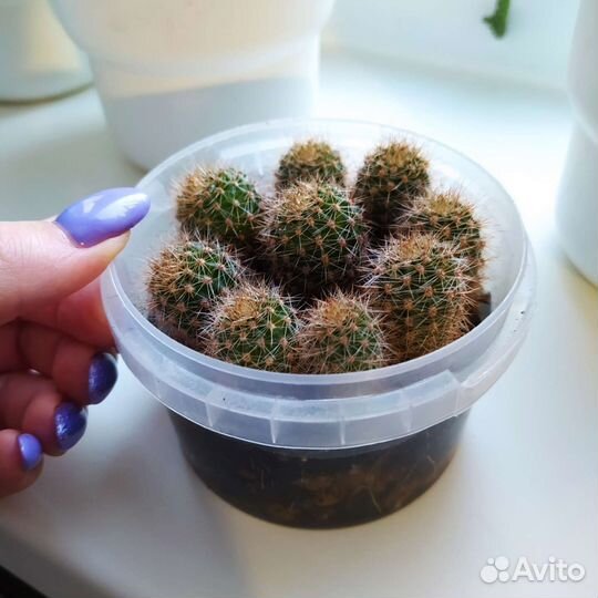 Кактусы в горшке