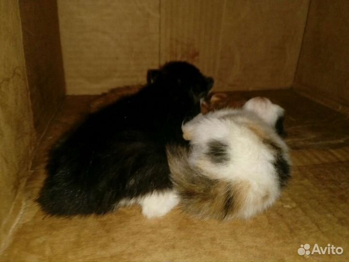 Котята