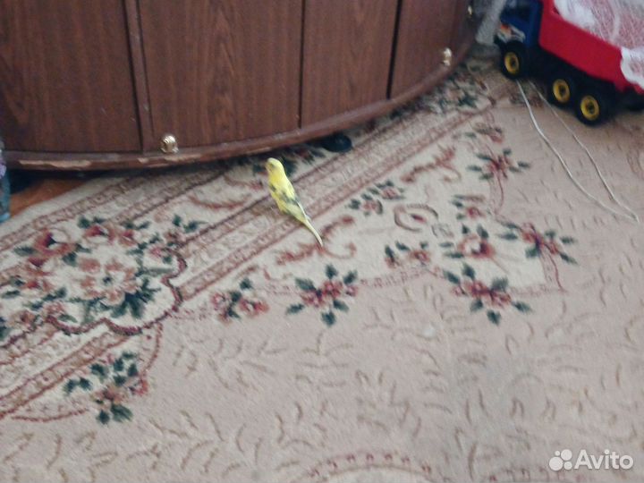 Попугайчик. Гриша