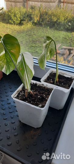 Монстера альба