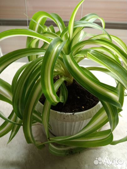 Хлорофитум кучерявый,Бонни