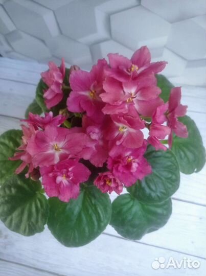 Фиалки сортовые