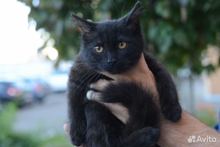 Чудо девочка в доьрые руки